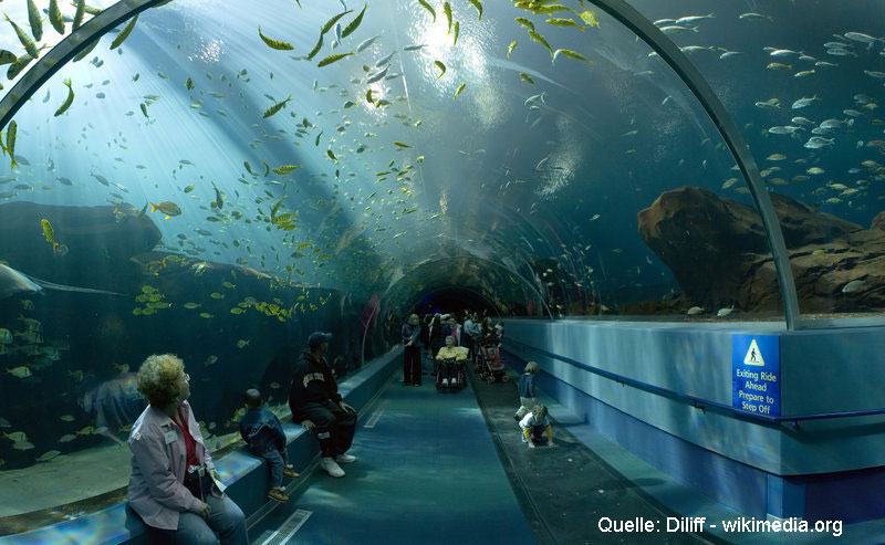Georgia Aquarium Ocean Voyager Tunnel