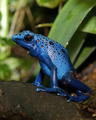 blauer-frosch-klein