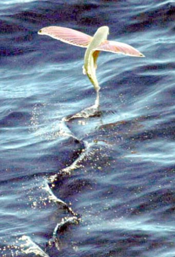 fliegender fisch im meer